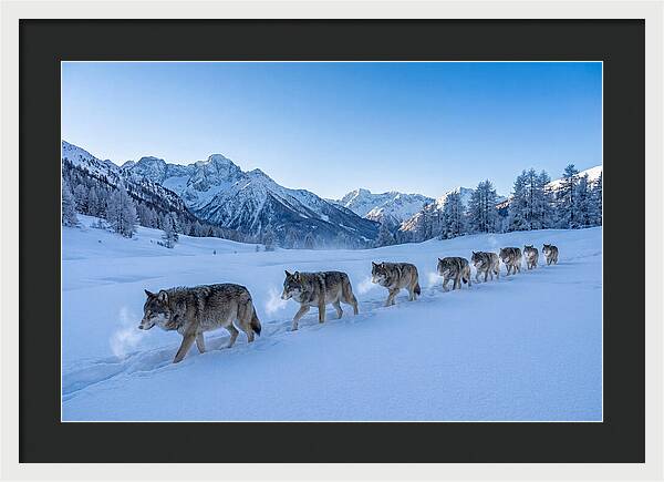 Majestic Wolves Amidst Winter Snow