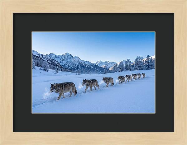 Majestic Wolves Amidst Winter Snow