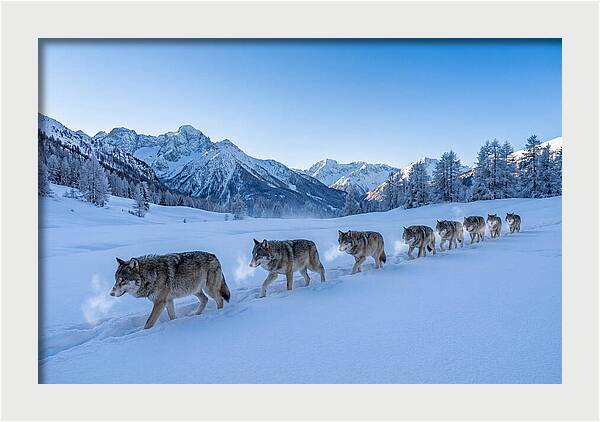 Majestic Wolves Amidst Winter Snow