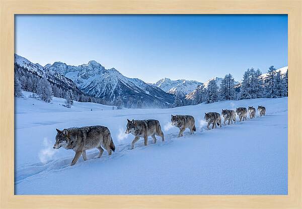 Majestic Wolves Amidst Winter Snow