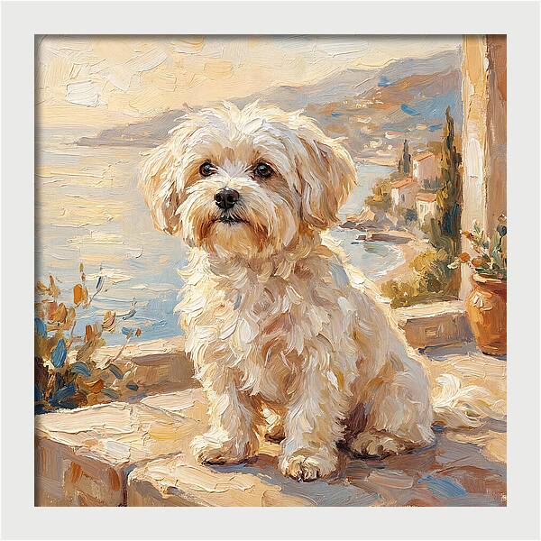 Maltese By The Mediterranean