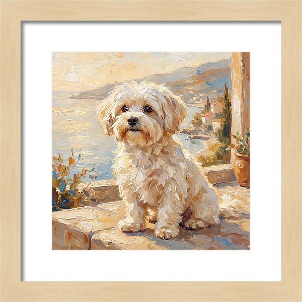 Maltese By The Mediterranean