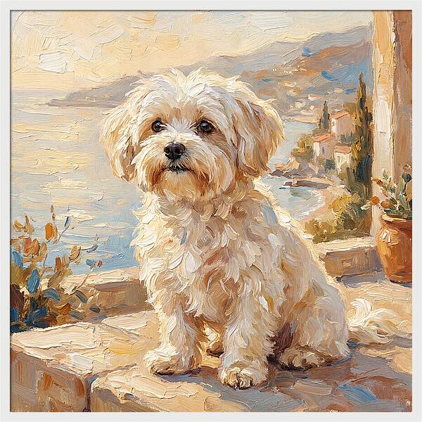 Maltese By The Mediterranean
