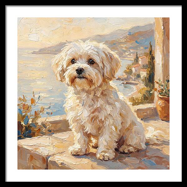 Maltese By The Mediterranean