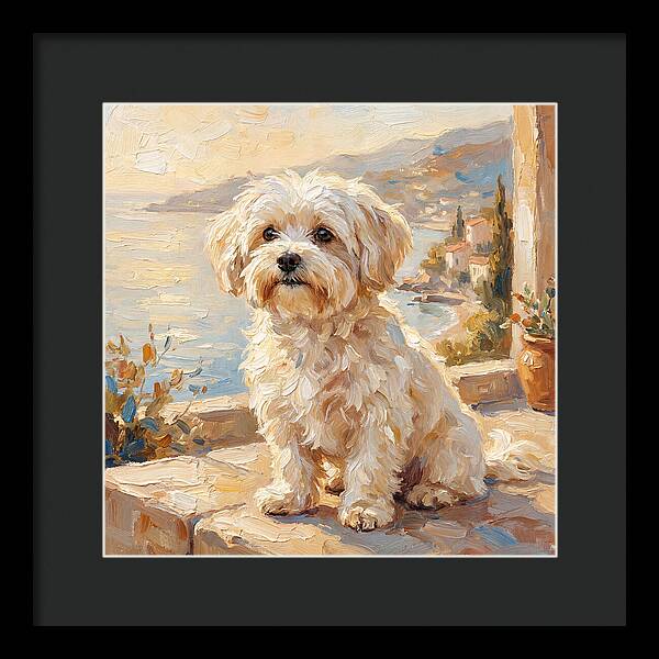 Maltese By The Mediterranean
