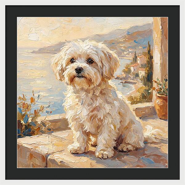 Maltese By The Mediterranean