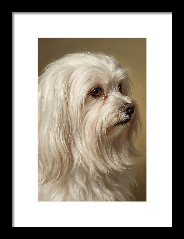 Maltese Dog Portrait