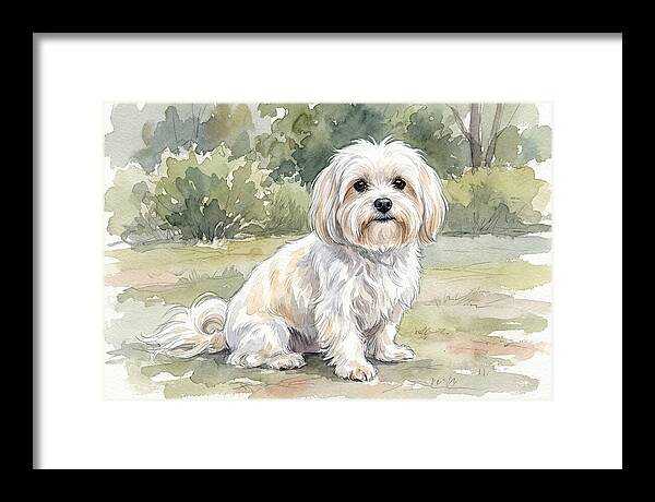 Maltese In Nature