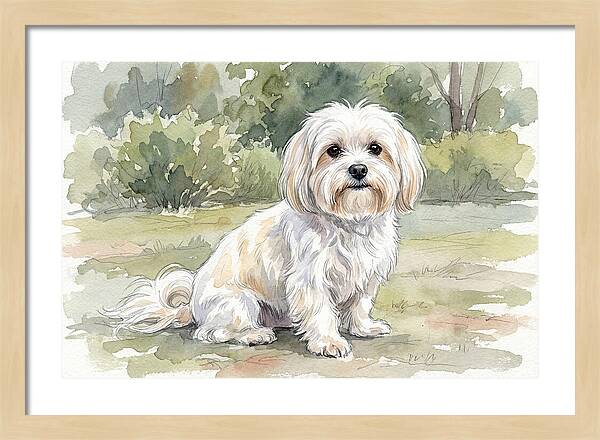 Maltese In Nature