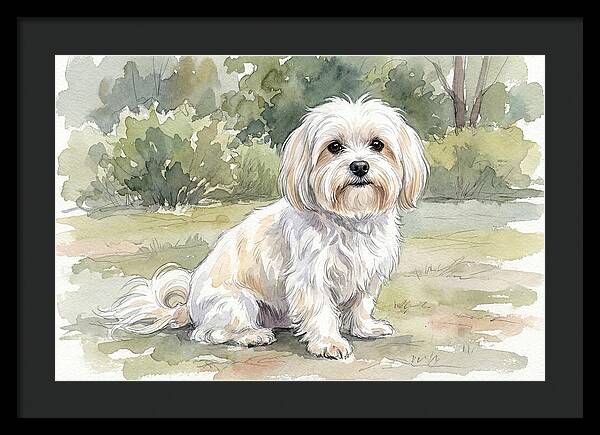 Maltese In Nature