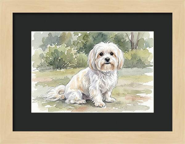 Maltese In Nature