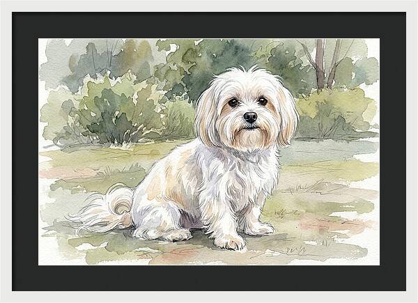 Maltese In Nature