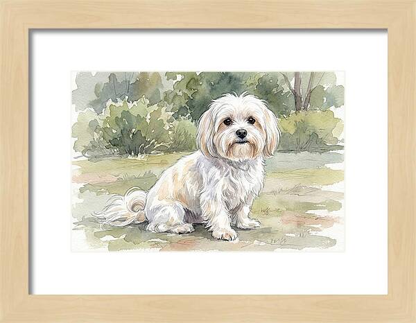 Maltese In Nature
