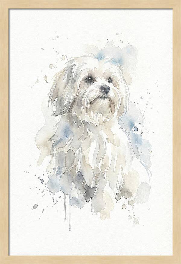 Maltese Watercolor Portrait