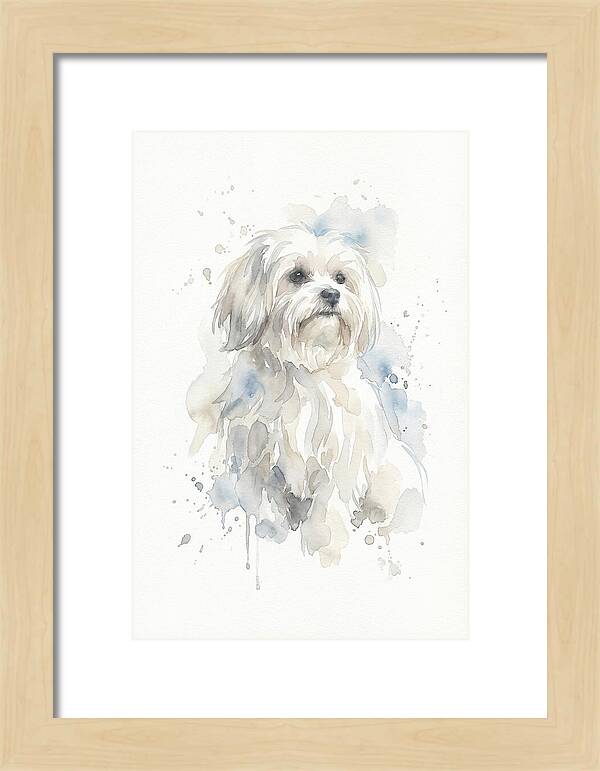 Maltese Watercolor Portrait
