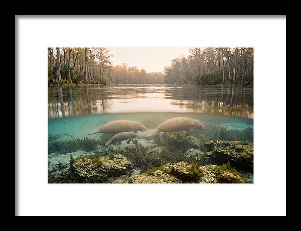 Manatee Family In Crystal Clear Waters