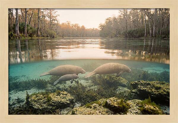 Manatee Family In Crystal Clear Waters