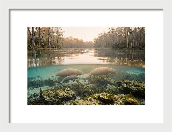 Manatee Family In Crystal Clear Waters