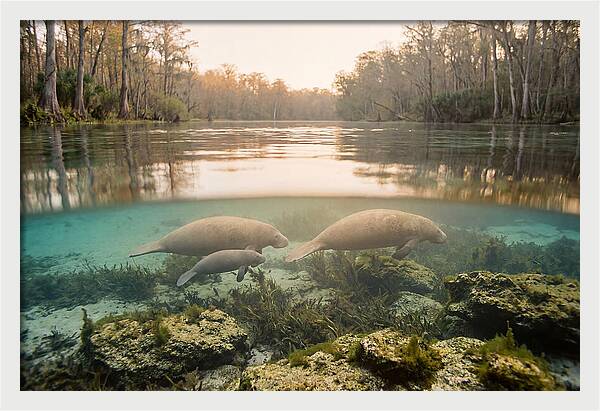Manatee Family In Crystal Clear Waters