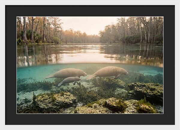 Manatee Family In Crystal Clear Waters