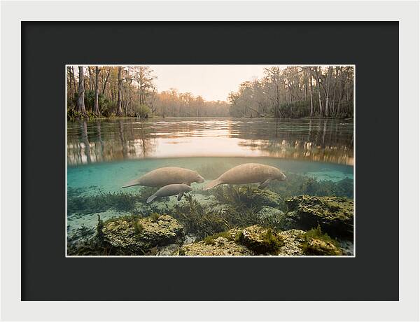 Manatee Family In Crystal Clear Waters