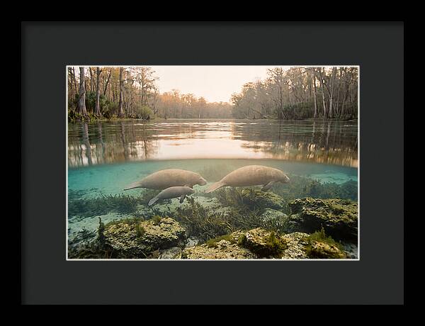 Manatee Family In Crystal Clear Waters
