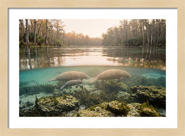 Manatee Family In Crystal Clear Waters