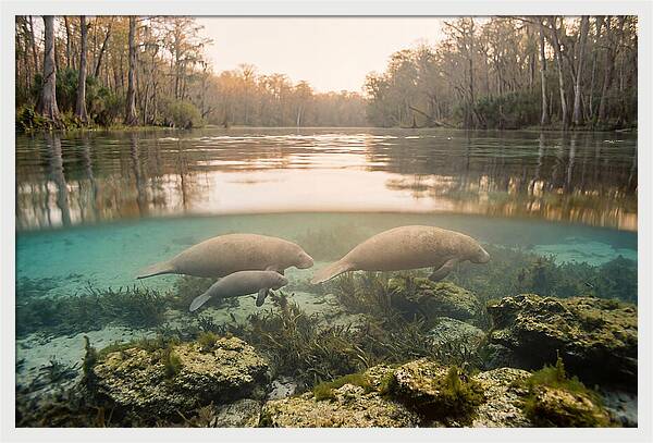 Manatee Family In Crystal Clear Waters