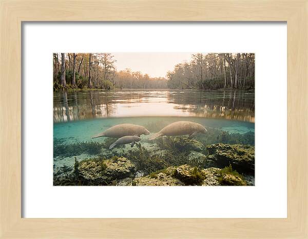 Manatee Family In Crystal Clear Waters