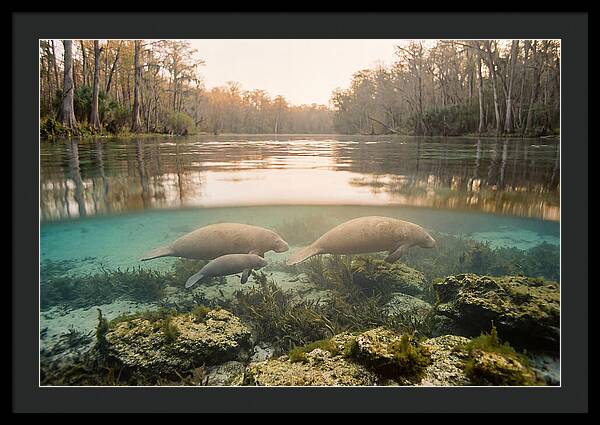Manatee Family In Crystal Clear Waters