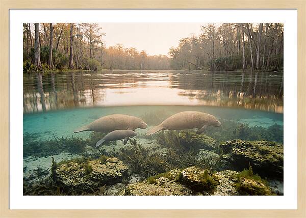 Manatee Family In Crystal Clear Waters