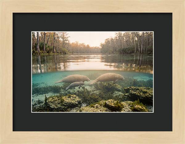 Manatee Family In Crystal Clear Waters