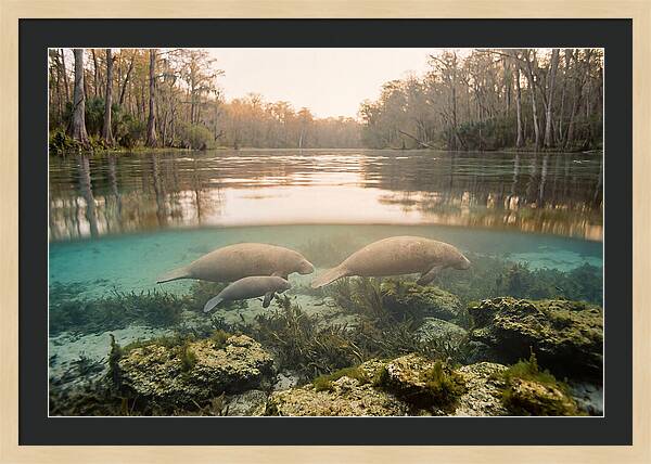 Manatee Family In Crystal Clear Waters