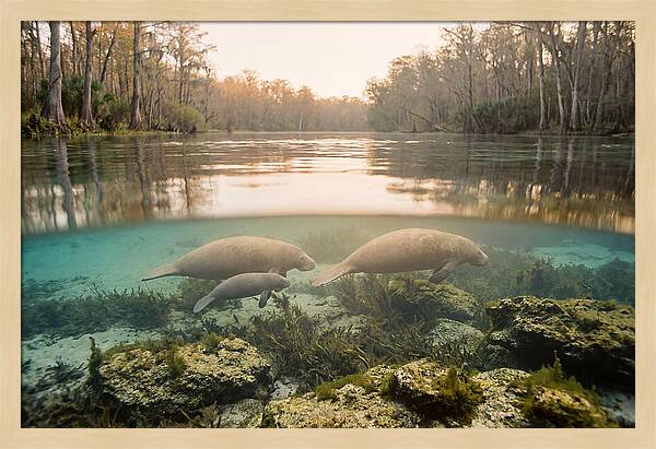 Manatee Family In Crystal Clear Waters