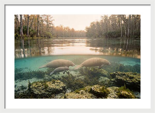 Manatee Family In Crystal Clear Waters