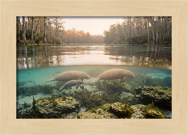 Manatee Family In Crystal Clear Waters