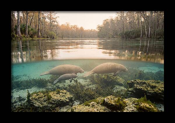 Manatee Family In Crystal Clear Waters