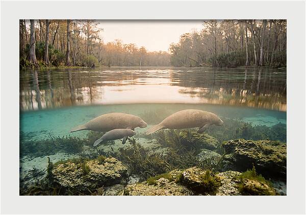 Manatee Family In Crystal Clear Waters