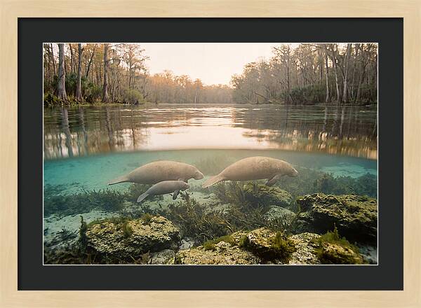 Manatee Family In Crystal Clear Waters