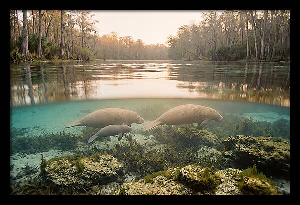 Manatee Family In Crystal Clear Waters