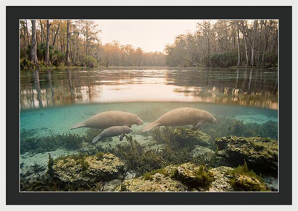 Manatee Family In Crystal Clear Waters