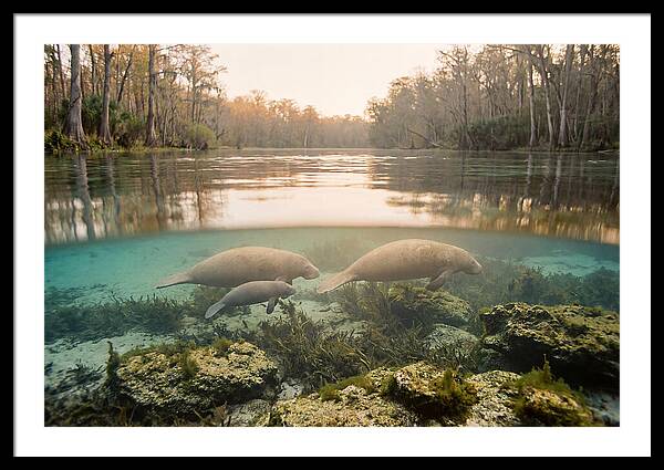 Manatee Family In Crystal Clear Waters