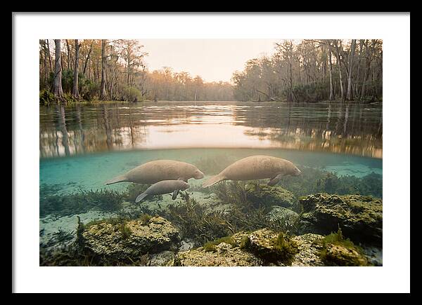Manatee Family In Crystal Clear Waters