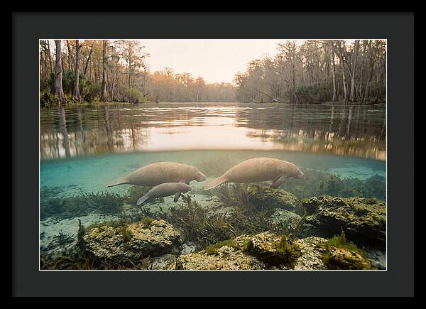 Manatee Family In Crystal Clear Waters