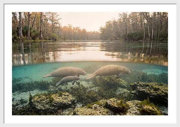 Manatee Family In Crystal Clear Waters