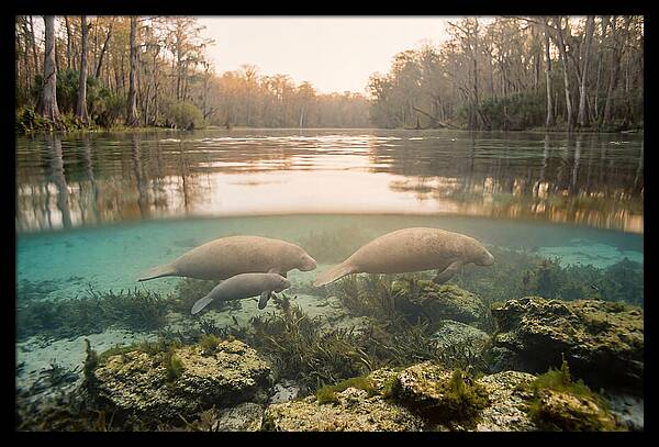 Manatee Family In Crystal Clear Waters