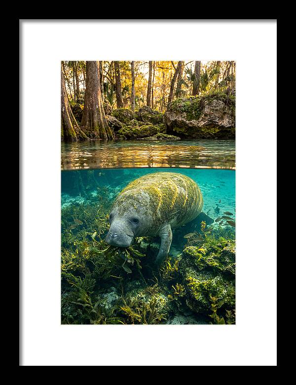 Manatee In Crystal Springs