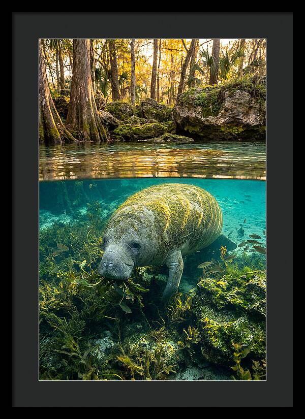 Manatee In Crystal Springs