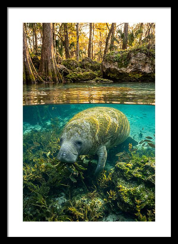 Manatee In Crystal Springs
