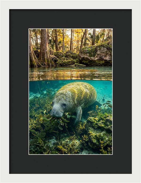 Manatee In Crystal Springs